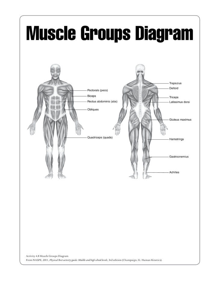 Printable Human Muscle Chart