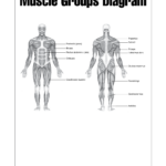 Human Muscle Chart Templates At Allbusinesstemplates