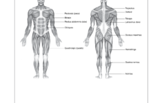 Human Muscle Chart Templates At Allbusinesstemplates