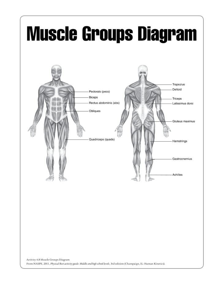 Human Muscle Chart Templates At Allbusinesstemplates | Anatomy Worksheets