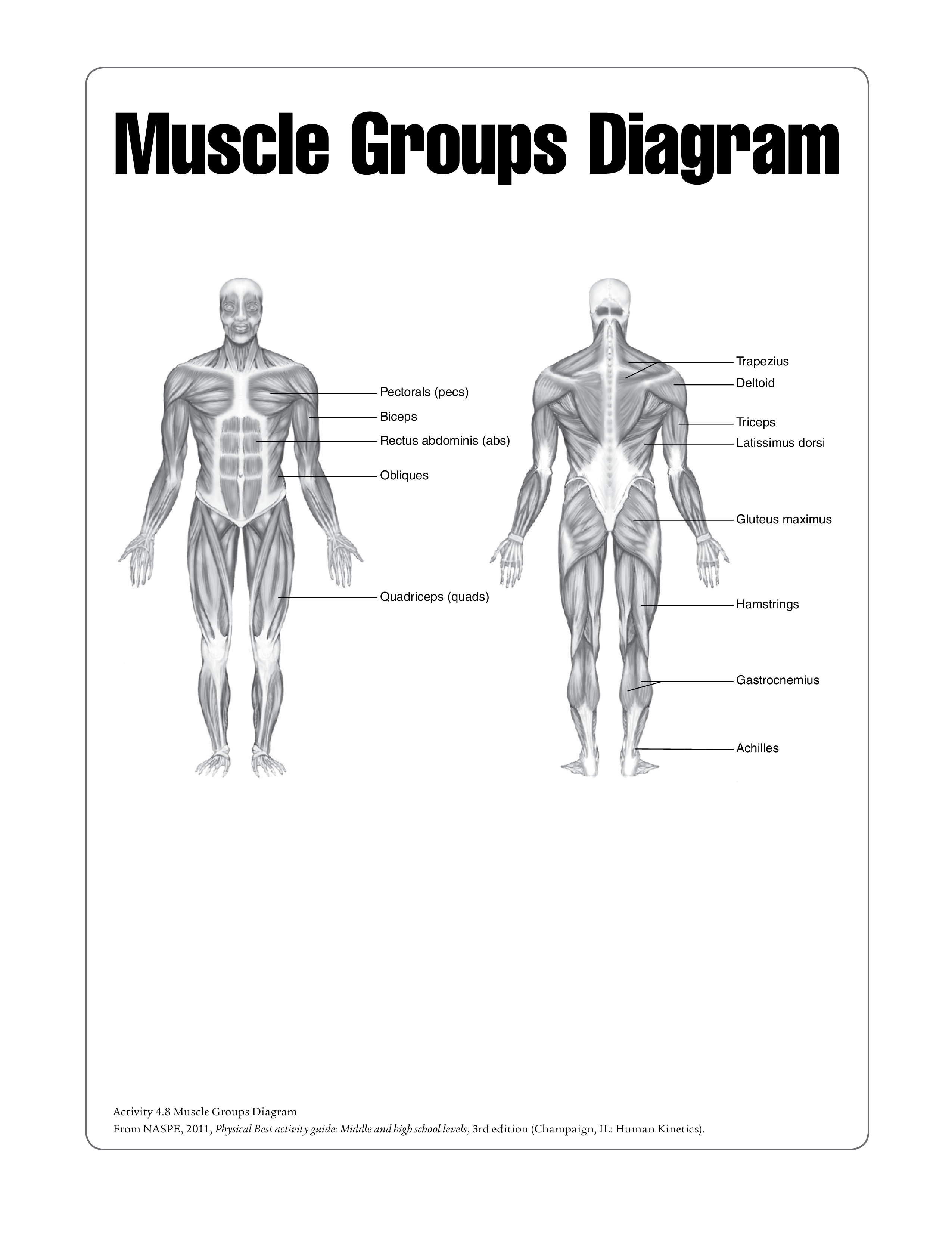 Human Muscle Chart Templates At Allbusinesstemplates