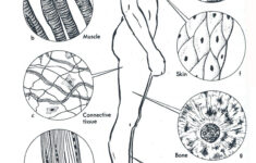 Human Muscles Coloring For Science Class Educative Printable Anatomy