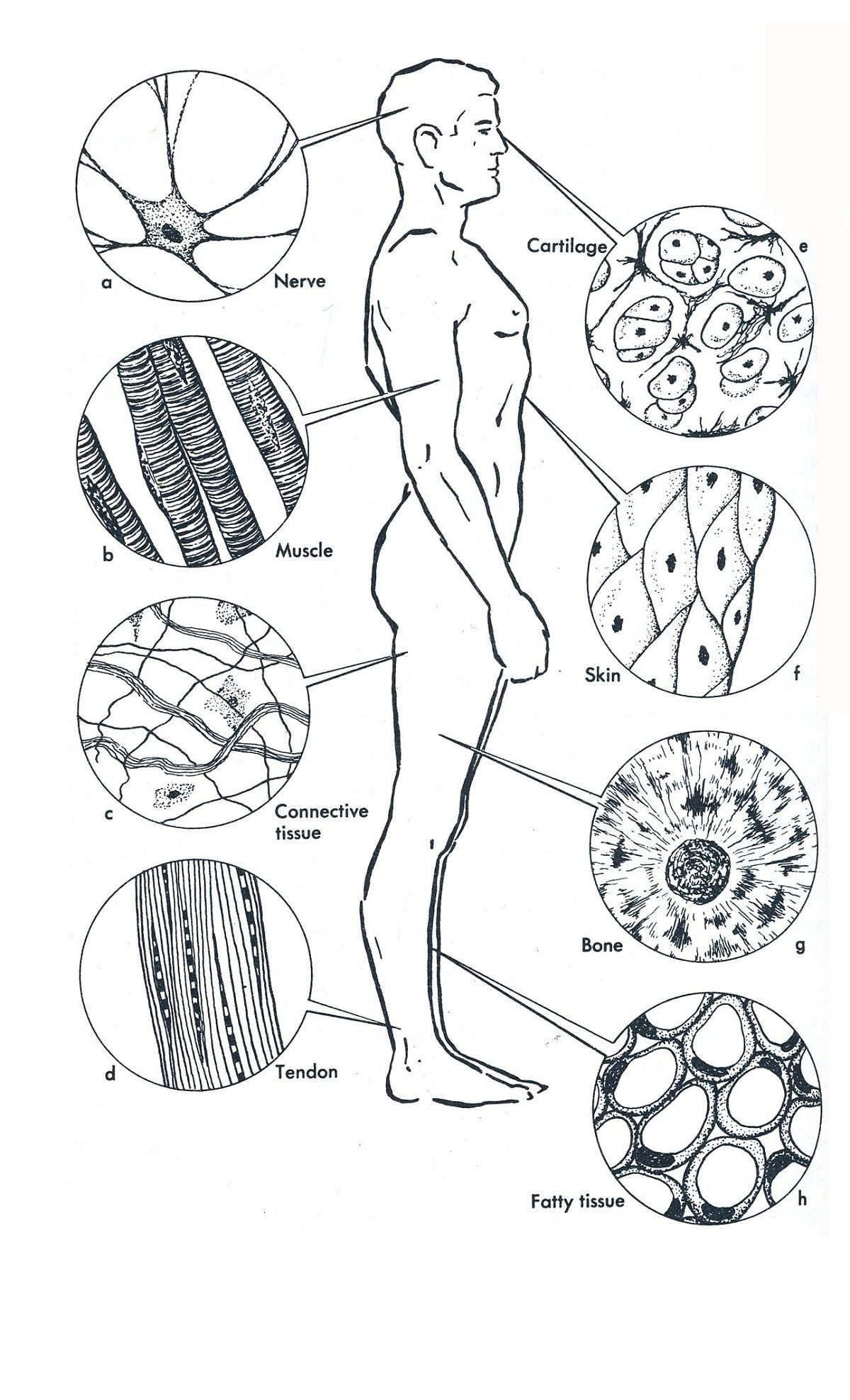 Human Muscles Coloring For Science Class Educative Printable Anatomy 