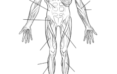 Human Muscles Front View Worksheet Coloring Page Free Printable