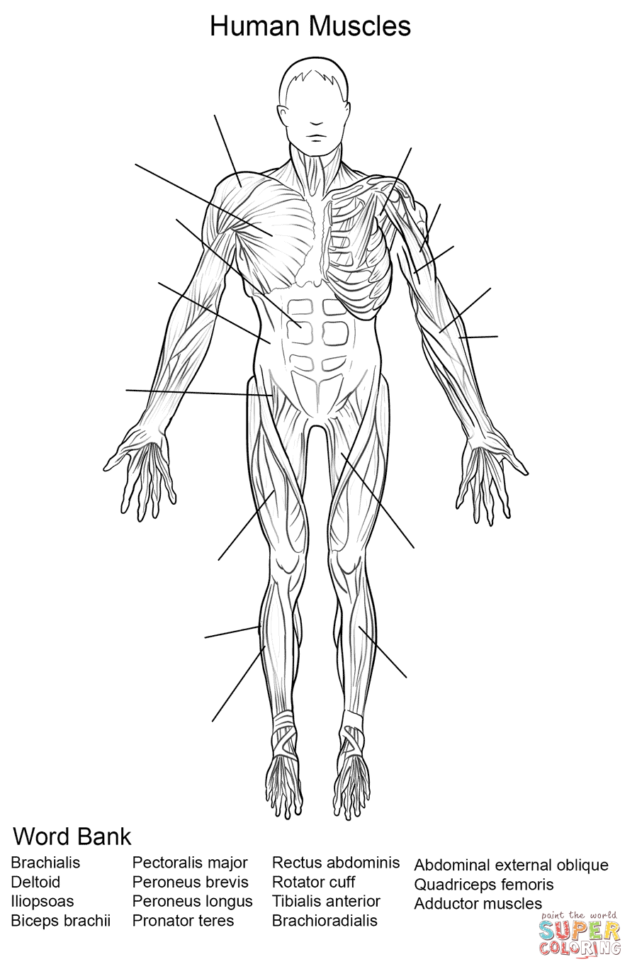 Human Muscles Front View Worksheet Coloring Page Free Printable 