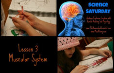 Human Muscular System Lesson Meet Penny Apologia Anatomy Muscular