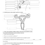 HUMAN REPRODUCTION Page 2 Worksheet