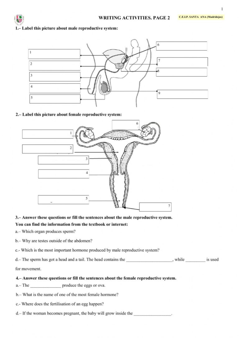 Human Reproduction Page 2 Worksheet Anatomy Worksheets 4567
