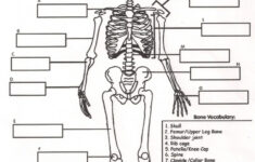 Human Skeletal System Worksheets 99Worksheets