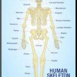 Human Skeleton Anatomy Anatomical Chart Poster Print Mounted Print