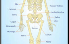 Human Skeleton Anatomy Anatomical Chart Poster Print Mounted Print