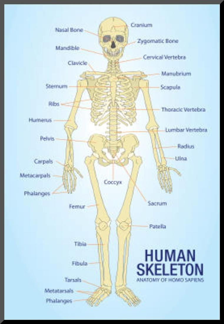 Human Skeleton Anatomy Anatomical Chart Poster Print Mounted Print 