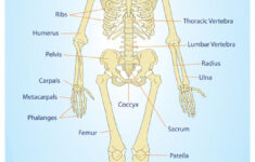 Human Skeleton Anatomy Anatomical Chart Poster Print Posters