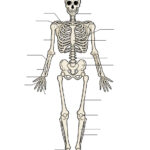 Human Skeleton Anatomy Human Skeletal System Skeleton Anatomy