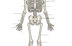 Human Skeleton Anatomy Human Skeletal System Skeleton Anatomy
