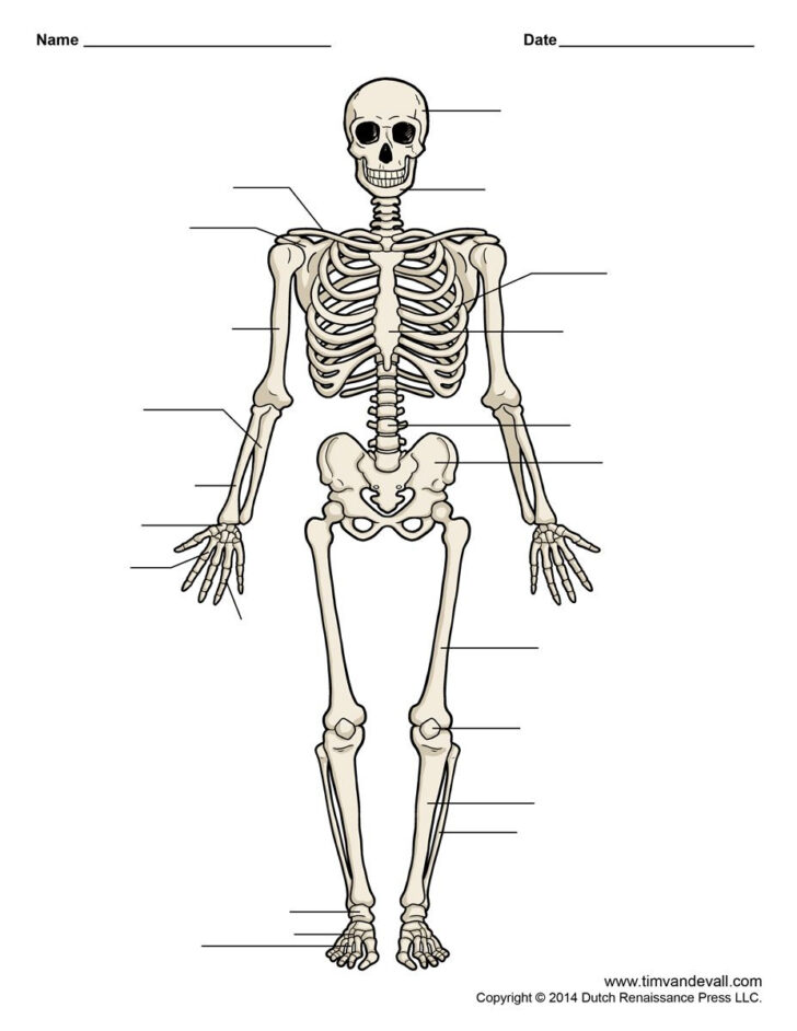 Printable Skeleton Body
