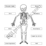 Human Skeleton ESL Worksheet By Mariola PdD