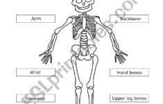 Human Skeleton ESL Worksheet By Mariola PdD