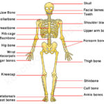 Human Skeleton For Kids Skeletal System Human Body Facts