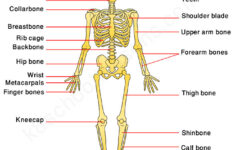 Human Skeleton For Kids Skeletal System Human Body Facts