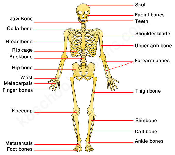 Human Skeleton For Kids Skeletal System Human Body Facts