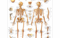 Human Skeleton Poster Human Skeleton Chart Paper