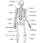 Human Skeleton Printable Worksheet Printable Worksheets