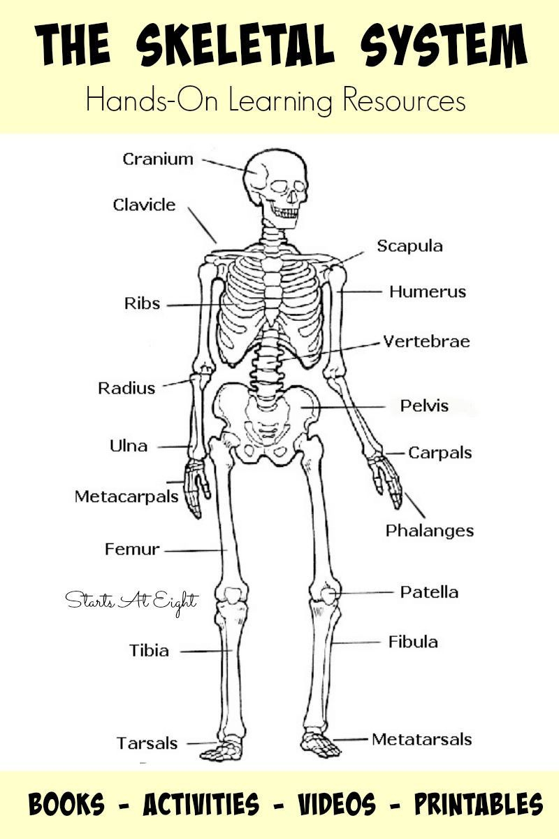 Human Skeleton Printable Worksheet Printable Worksheets