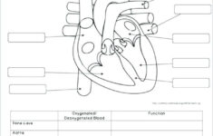 Human Skin Anatomy Worksheet Coloring Page Free Printable Labeling
