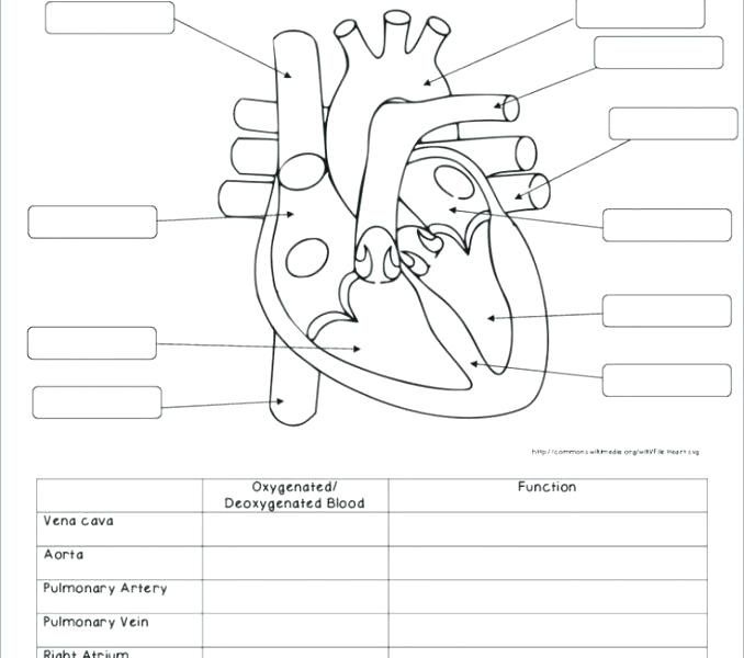 Human Skin Anatomy Worksheet Coloring Page Free Printable Labeling 