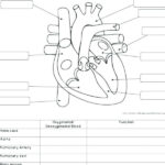 Human Skin Anatomy Worksheet Coloring Page Free Printable Labeling