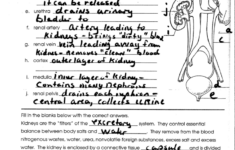 Human Urinary Tract And Kidney