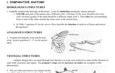 I COMPARATIVE ANATOMY HOMOLOGOUS STRUCTURES