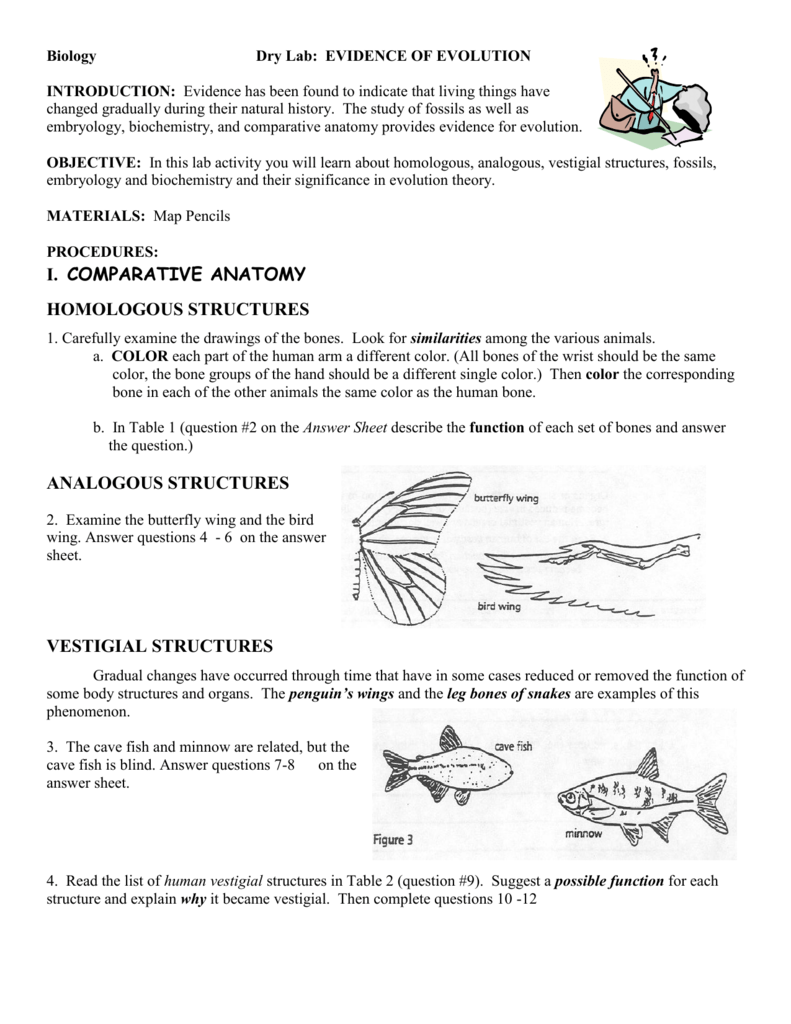 comparative-anatomy-worksheet-answer-key-anatomy-worksheets