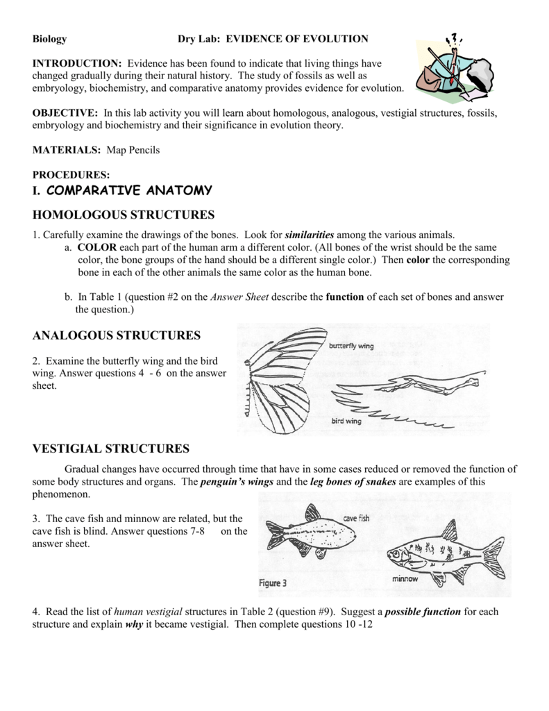 Comparative Anatomy Worksheet Answers