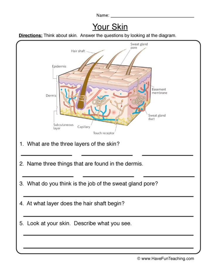 Skin Worksheet For Anatomy