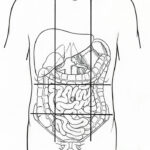 Illustration Of Nine Abdominal Regions Photograph By Science Source