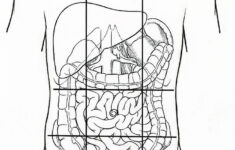Illustration Of Nine Abdominal Regions Photograph By Science Source