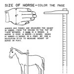 Illustrations Handouts Horse Lessons Horse Riding Tips Horse Camp