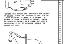 Illustrations Handouts Horse Lessons Horse Riding Tips Horse Camp