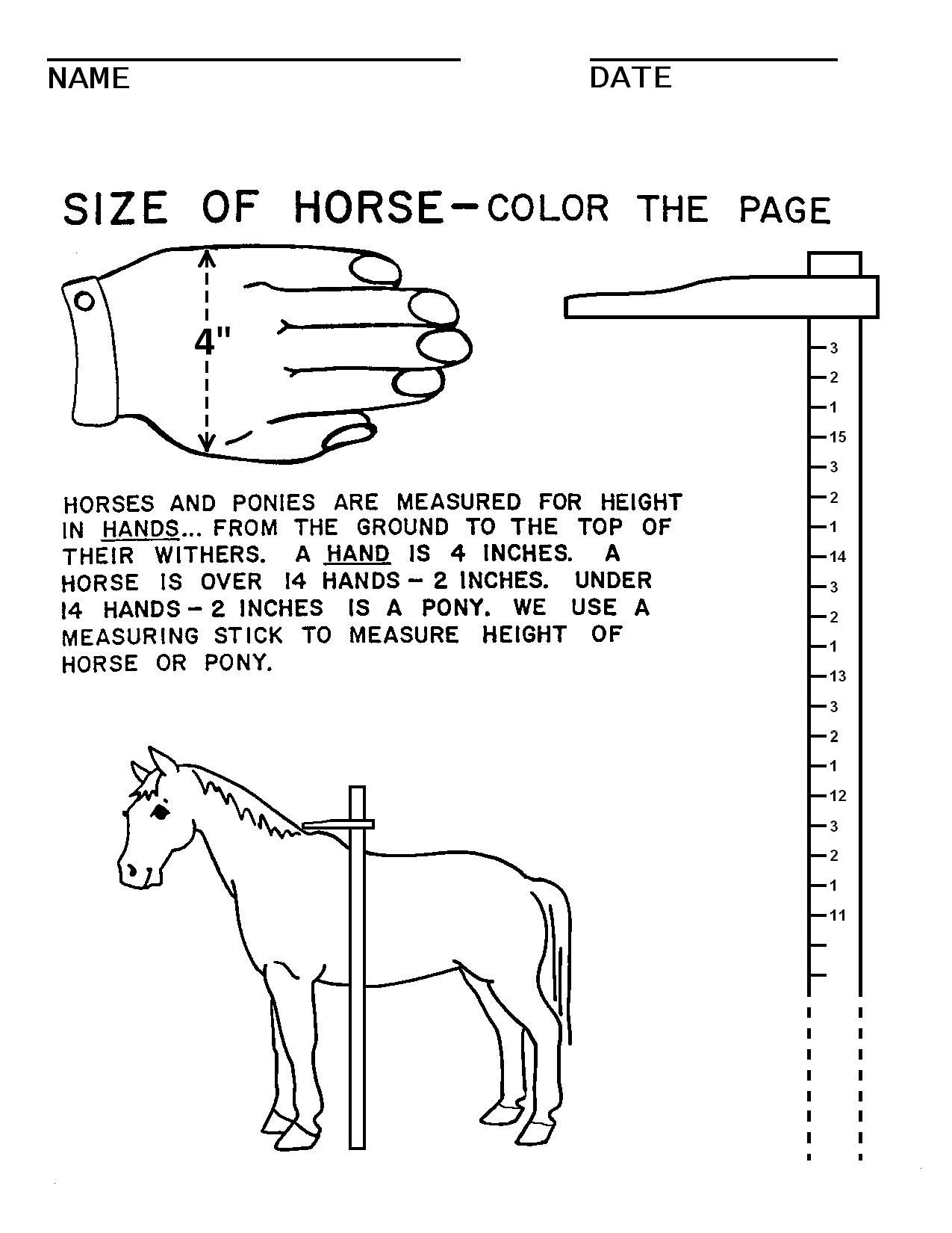 Illustrations Handouts Horse Lessons Horse Riding Tips Horse Camp
