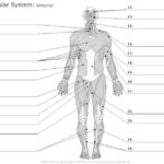 Image Result For 5 For Life Muscle Worksheet Muscular System Anatomy