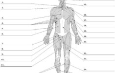 Image Result For 5 For Life Muscle Worksheet Muscular System Anatomy