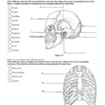 Image Result For Anatomy Labeling Worksheets Anatomy Coloring Book