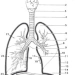 Image Result For Anatomy Labeling Worksheets Anatomy Coloring Book