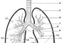 Image Result For Anatomy Labeling Worksheets Anatomy Coloring Book