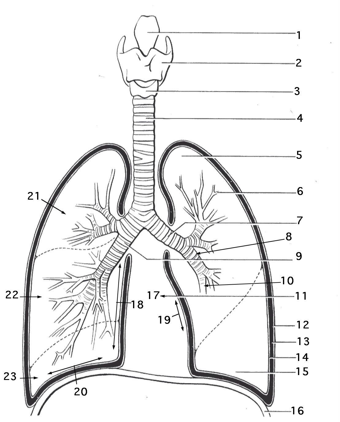 Image Result For Anatomy Labeling Worksheets Anatomy Coloring Book 