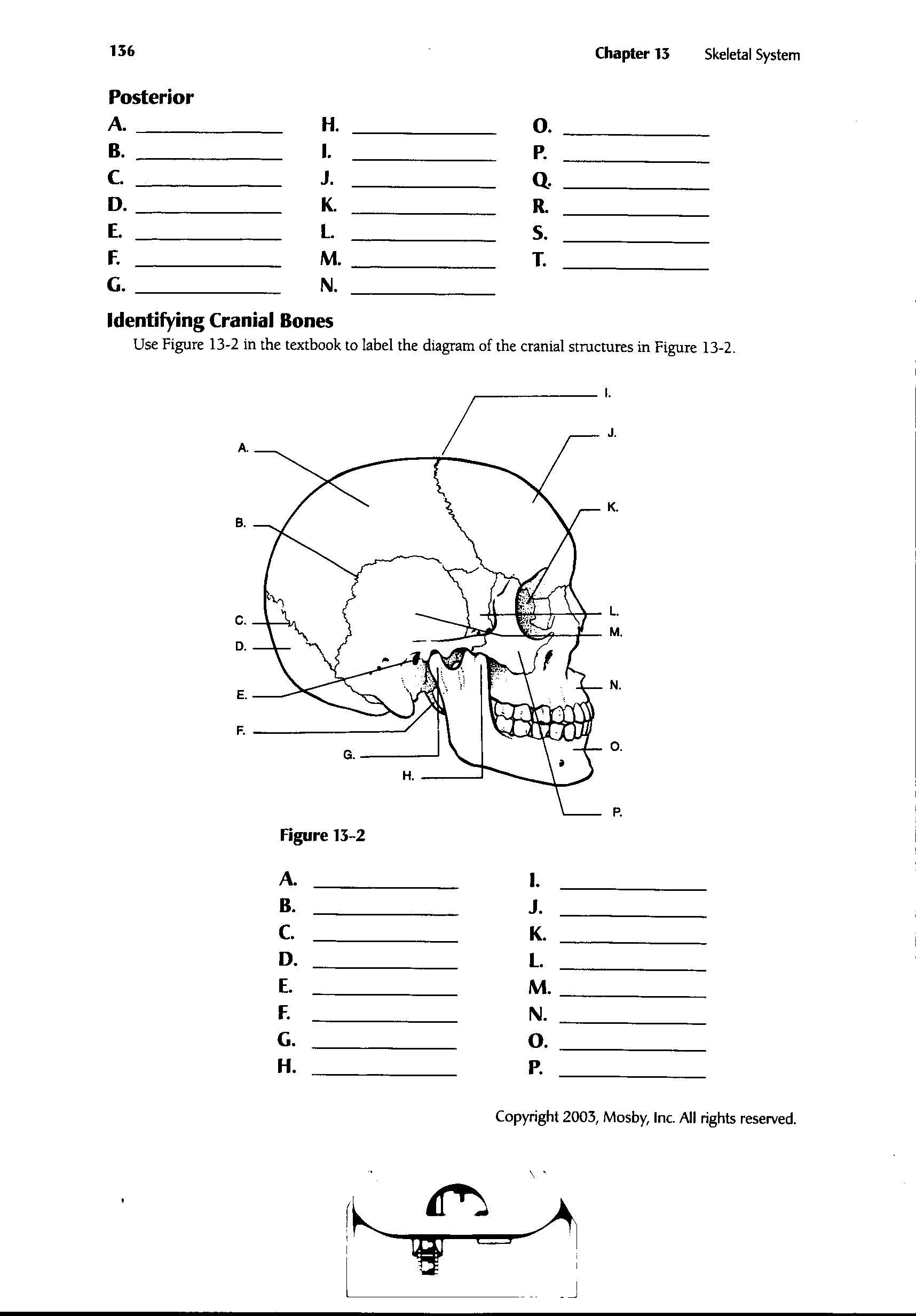 Image Result For Anatomy Labeling Worksheets Human Body Worksheets 