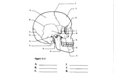 Image Result For Anatomy Labeling Worksheets Human Body Worksheets