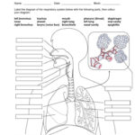 Image Result For Anatomy Labeling Worksheets Human Respiratory System